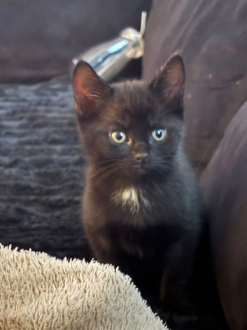 3 black kittens