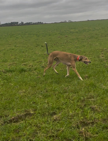 Saluki greyhound