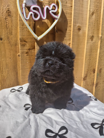 (last boy remaning) Adorable KC Registered Chow Chow Puppies For Sale
