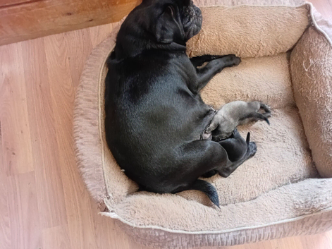 The 2 pugs