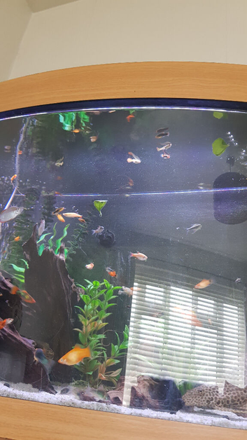 Guppies and platies