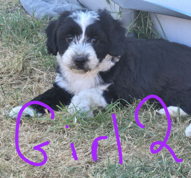 Tibetan Terrier puppies READY NOW