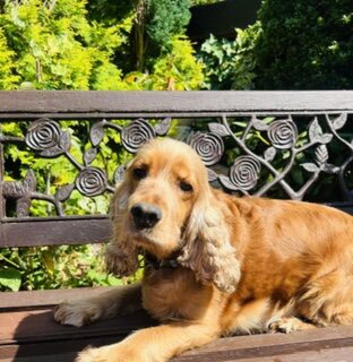 ADULT COCKER SPANIEL
