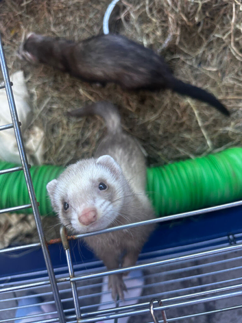 Female ferret