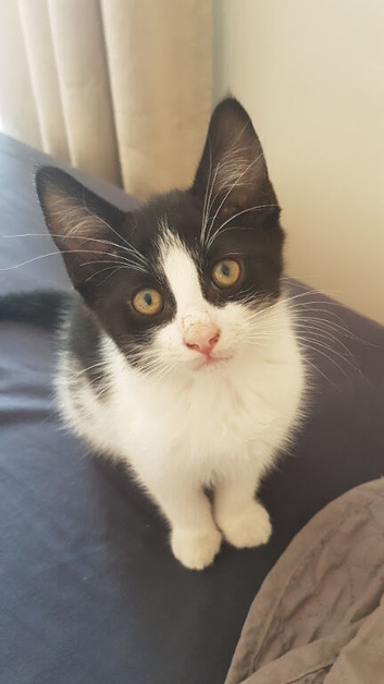 Adorable 3-Month-Old Baby Boy Kitten Looking for Love.