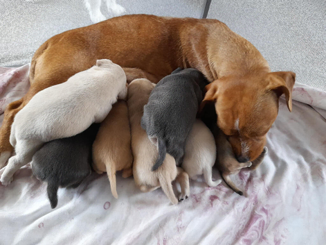 Frenchie cross Jack Russell pups for sale