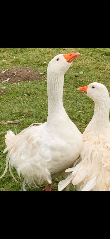 Breeding pair Sebastopol American buff