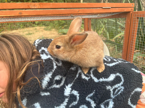 Mini lion lop baby boy