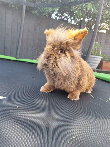 Lionheads and mini lop rabbits
