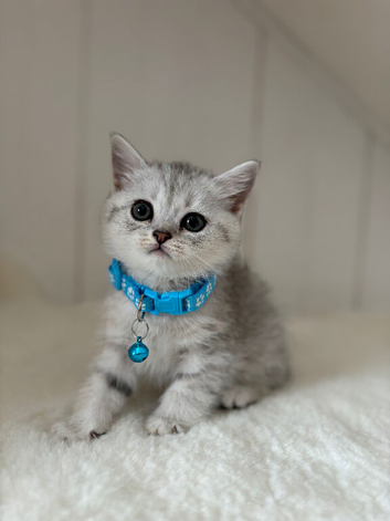 Stunning Kittens GCCF