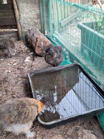 Mixed colours Silkie chicks