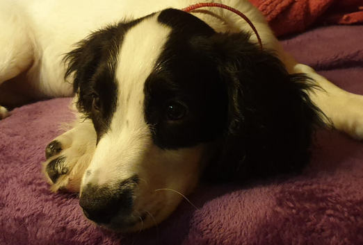 5 year old female English Springer spaniel