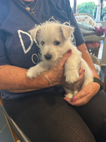 KC registered beautiful litter