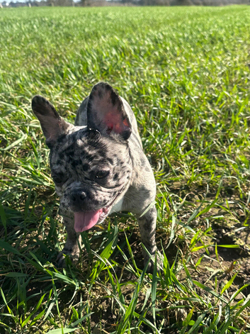 7 month old merle girl