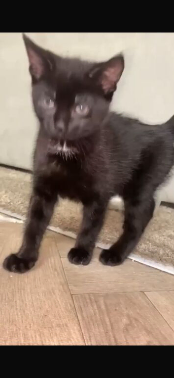 Black kitten
