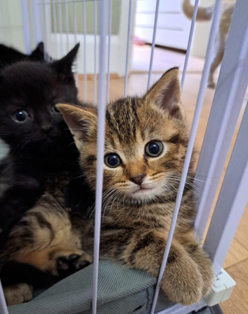 British Shorthair cross kittens only two remaining 1x girl and 1x boy
