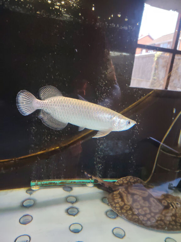 13 inch jardini arowana