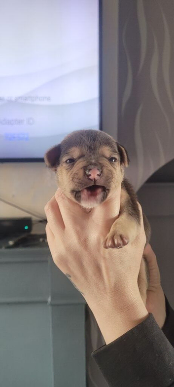 Frenchie cross Jack Russell pups for sale