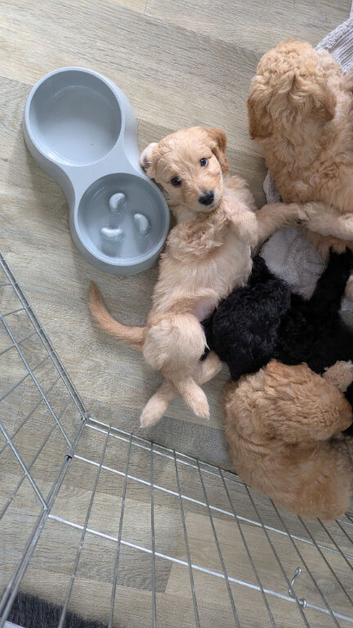 F1b labradoodles for sale