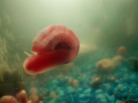 Mixed snails freshwater pink/blue Ramshorn, M trumpet, leopard, bladder, nerite more!!!