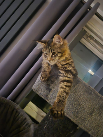 Male maine coon and kittens