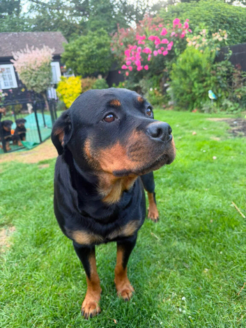 3 gorgeous Rottweiler girls left