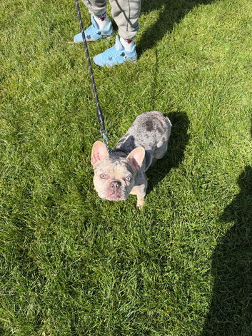 French bulldog bitch