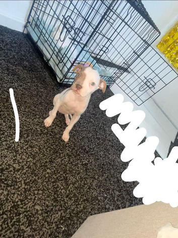 Female staffy for sale 9 weeks old
