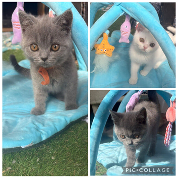 Scottish fold/blue british shorthair