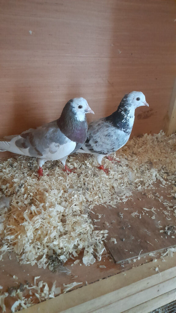 Pair of Birmingham rollers