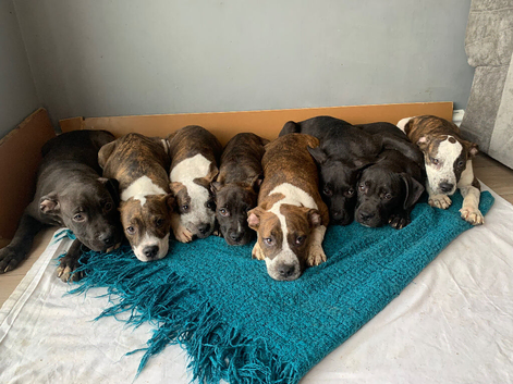 JAW-DROPPING POCKET BULLIES &ndash; IMPRESSIVE GENETICS & LOVING TEMPERAMENTS