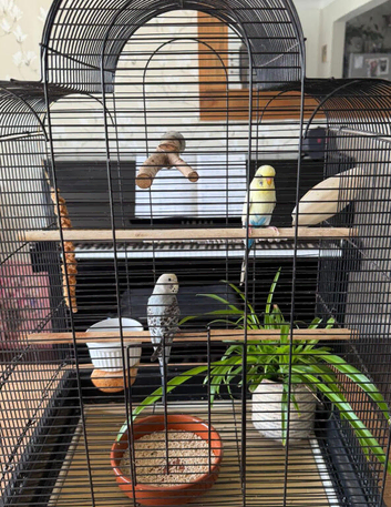 Young budgies