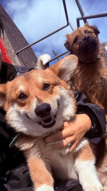 Corgi male and female must go together