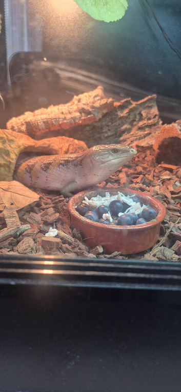 Northern blue tounge skink