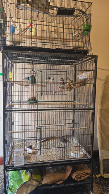 Zebra Finches and Budgies