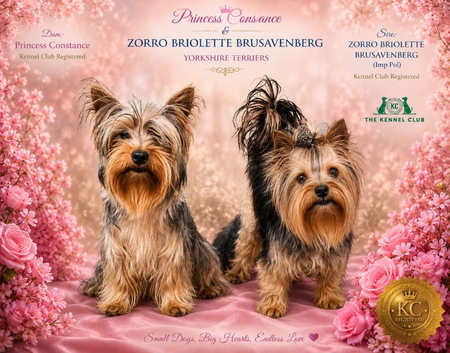 Pedigree KC registered Yorkshire terrier puppies