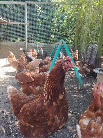 Brown laying hens