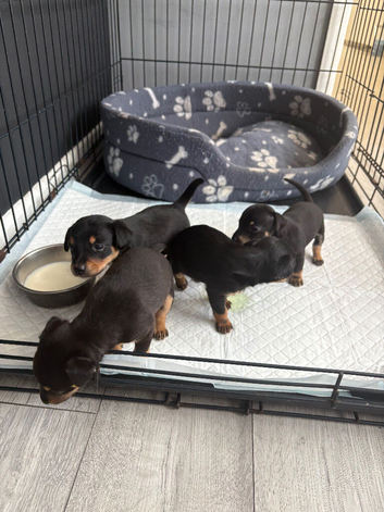Puppies