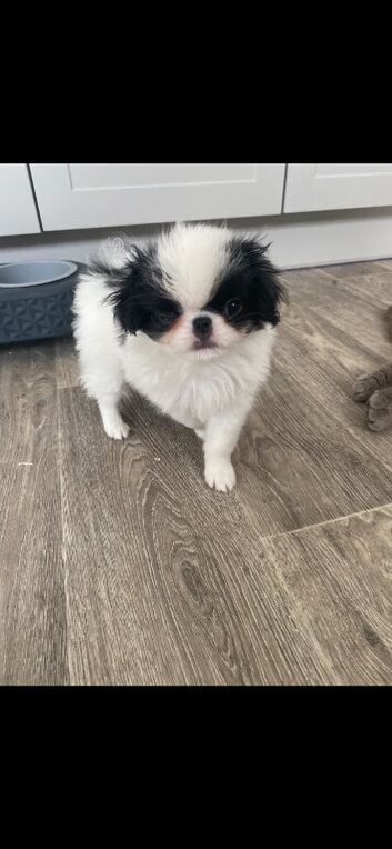 Beautiful Japanese chin puppies