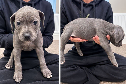 READY TO LEAVE Beautiful blue pup 8 weeks old
