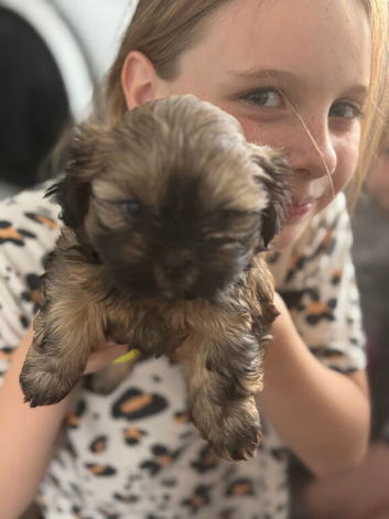 Shih Tzu