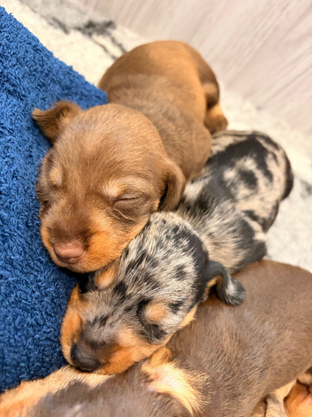 KC Reg Miniature Wire Hair Dachshund&rsquo;s