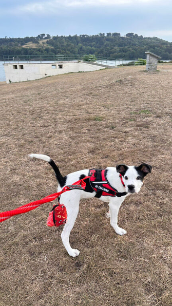 Male Border Collie Cross