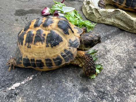 2x tortoises with a temp Viv, heat lamps and a few accessories. Medium to big sized