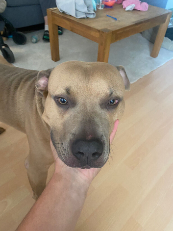 american bully