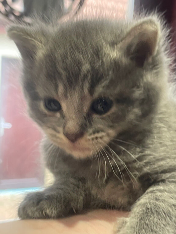 Five Gorgeous Kittens Looking for Their Forever Homes