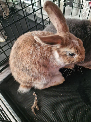 9 week old female