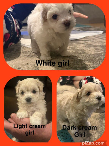 5 week old beautiful maltipoo puppies