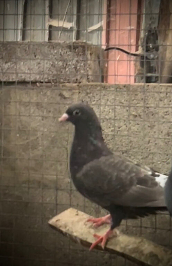 Beautiful pigeons