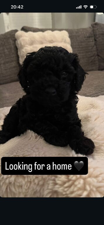 GORGEOUS TOY POODLES PUPPIES!